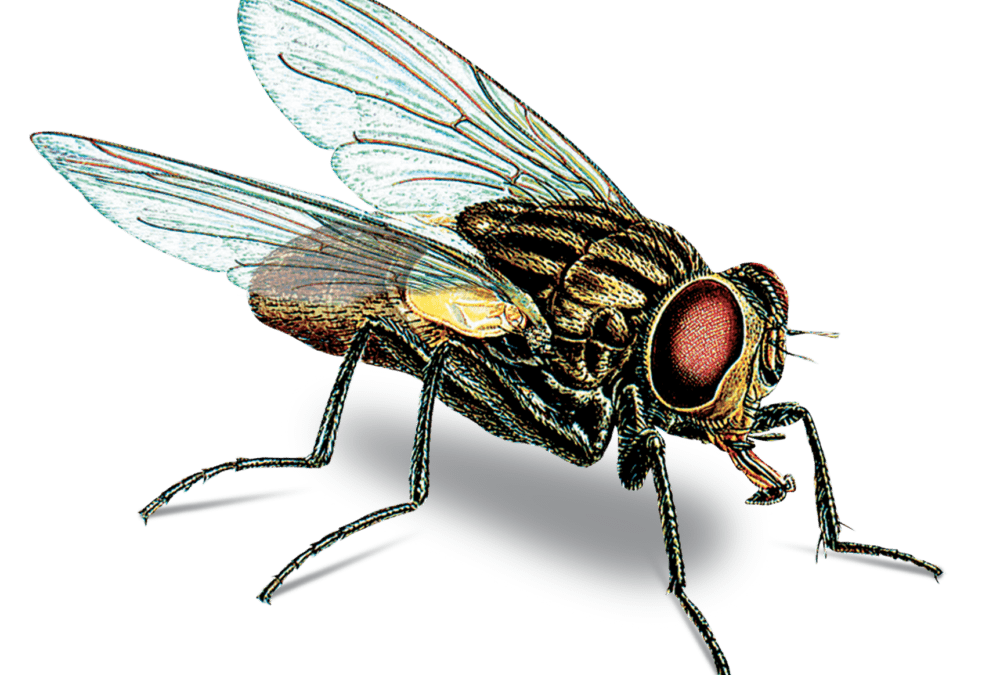 Sezon na insekty…cydy